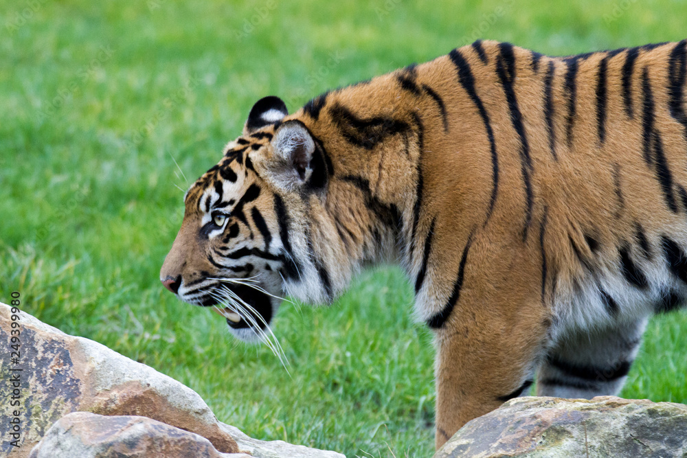 Naklejka premium Tiger defending its territory from another female tiger
