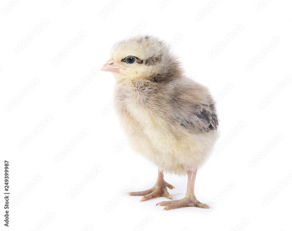 Little chicken isolated on white