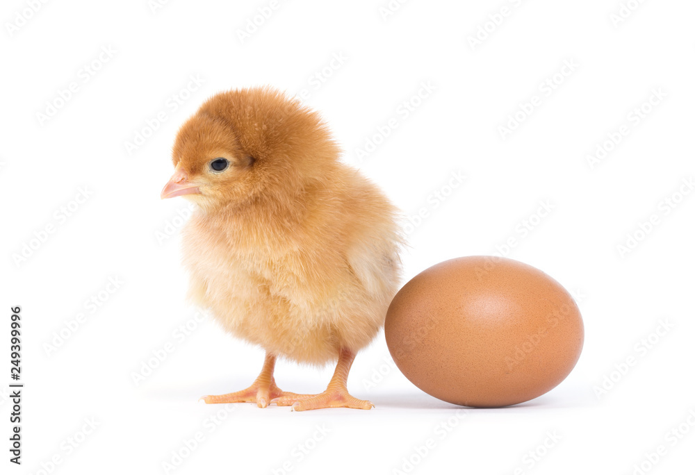 Little chicken isolated on white Little chicken isolated on white