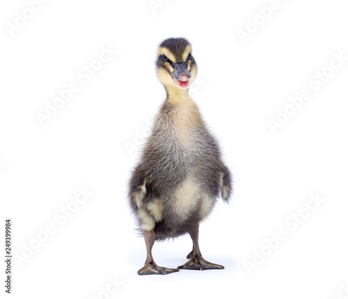 Cute little newborn fluffy duckling. One young duck isolated on a white background. © Pakhnyushchyy
