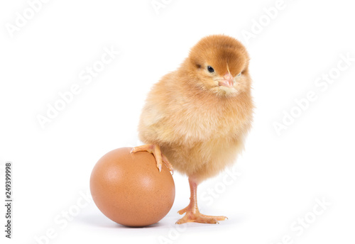 Little chicken isolated on white