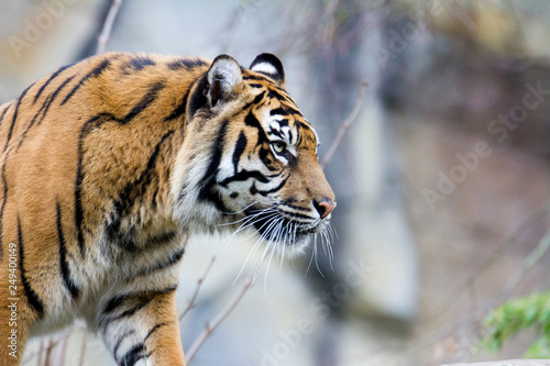 Tiger side profile portrait  © Benjamin
