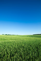 field of grass and perfect sky