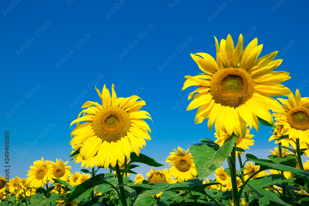 Sunflower field with cloudy blue sky Sunflower field with cloudy blue sky