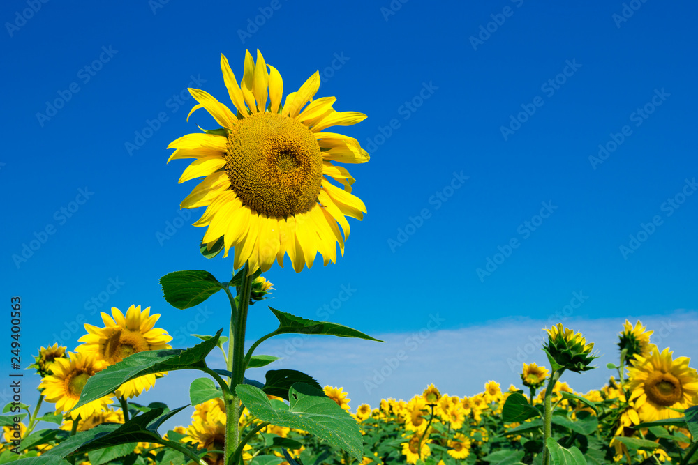 Sunflower field with cloudy blue sky Sunflower field with cloudy blue sky