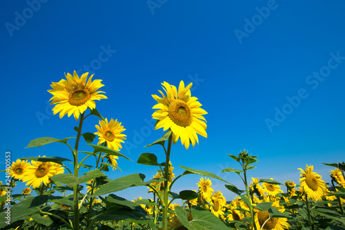 Sunflower field with cloudy blue sky