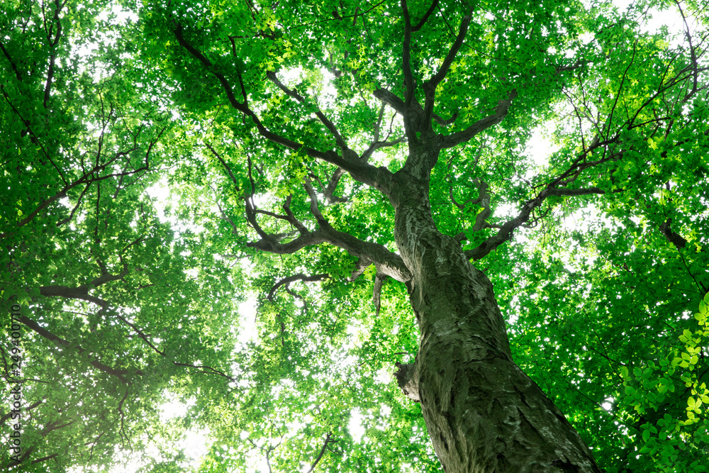 forest trees. nature green wood sunlight backgrounds forest trees. nature green wood sunlight backgrounds