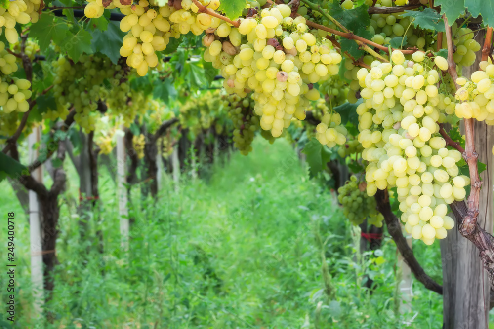 Fototapeta premium Noble rot of a wine grape, botrytised grapes in sunshine