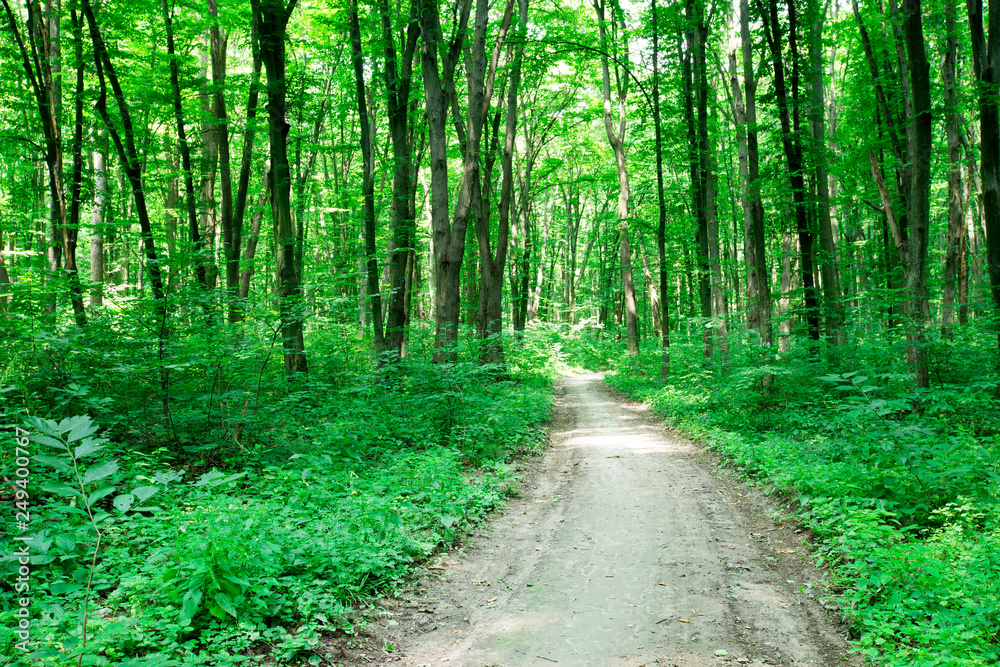 green Forest trees. nature green wood sunlight backgrounds