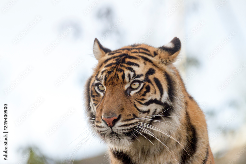 Fototapeta premium Tiger head on portrait