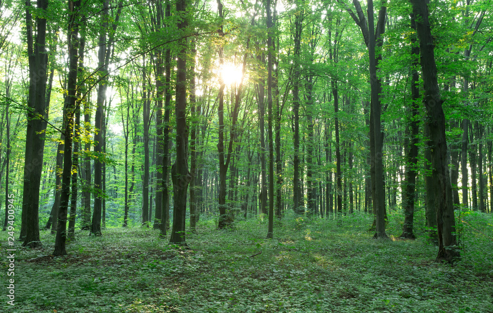 Obraz premium green Forest trees. nature green wood sunlight backgrounds
