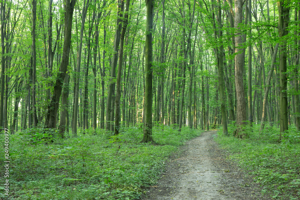 green Forest trees. nature green wood sunlight backgrounds green Forest trees. nature green wood sunlight backgrounds