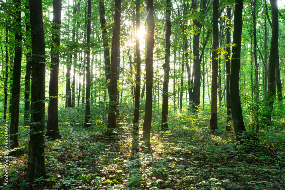 Obraz premium zielone drzewa leśne. natura zielone światło słoneczne drewna tła
