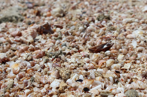 plenty of sea shells at the beach background. Sea holiday concept