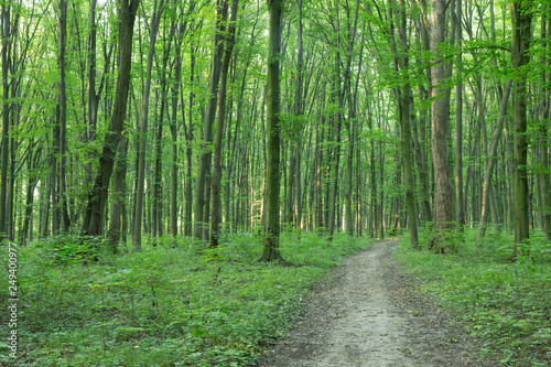 Fototapeta Naklejka Na Ścianę i Meble -  green Forest trees. nature green wood sunlight backgrounds