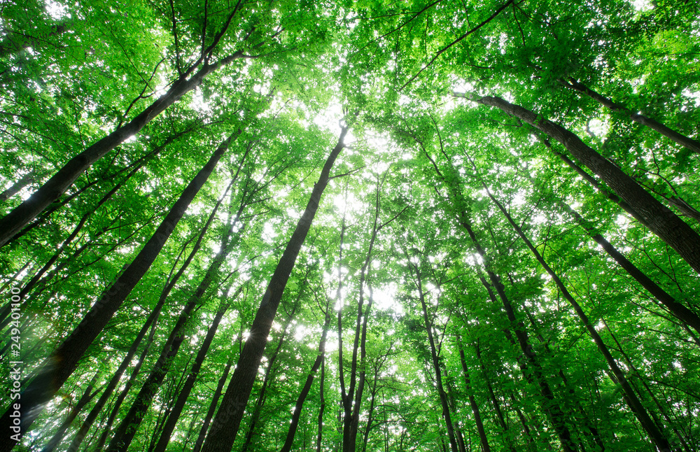 forest trees. nature green wood sunlight backgrounds forest trees. nature green wood sunlight backgrounds