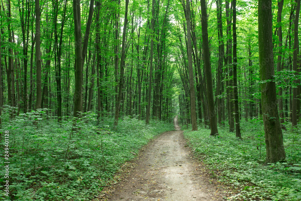 Fototapeta premium green Forest trees. nature green wood sunlight backgrounds