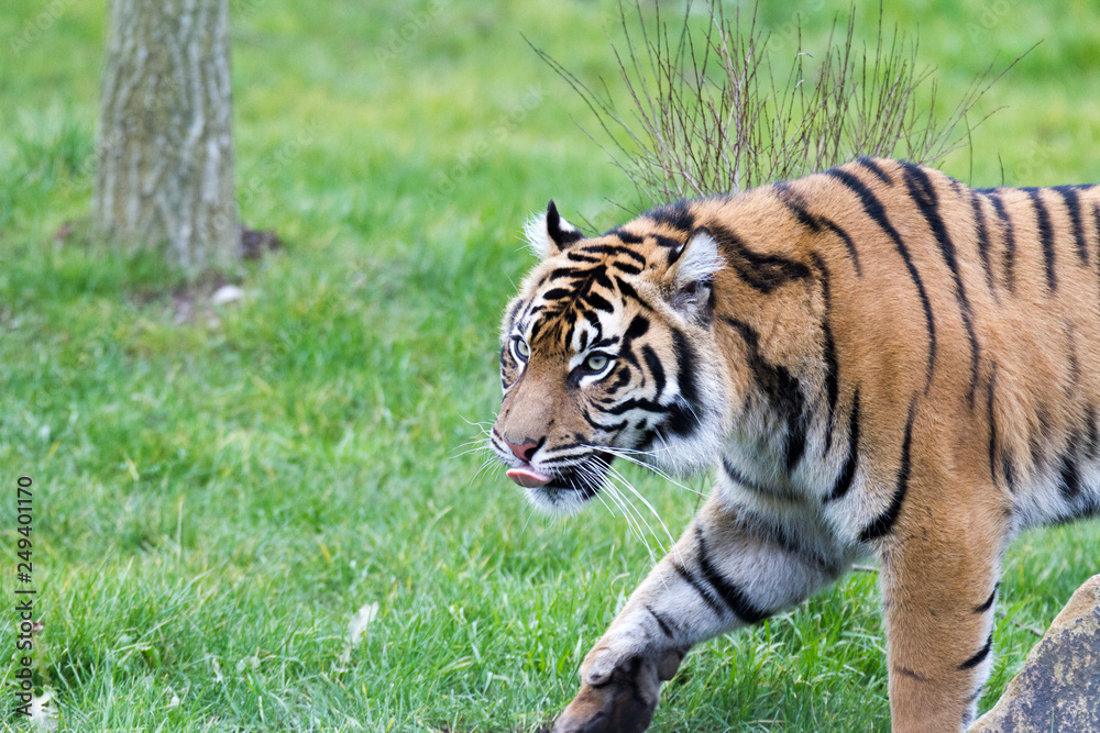 tiger in the grass tiger in the grass