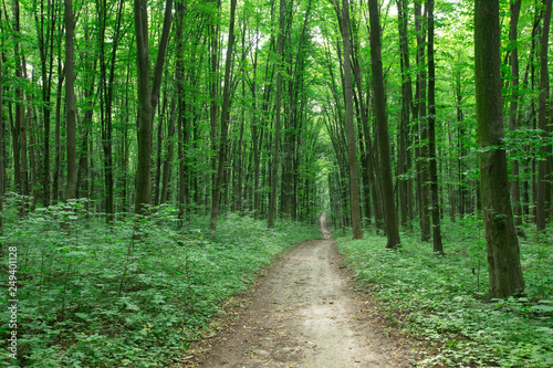 green Forest trees. nature green wood sunlight backgrounds