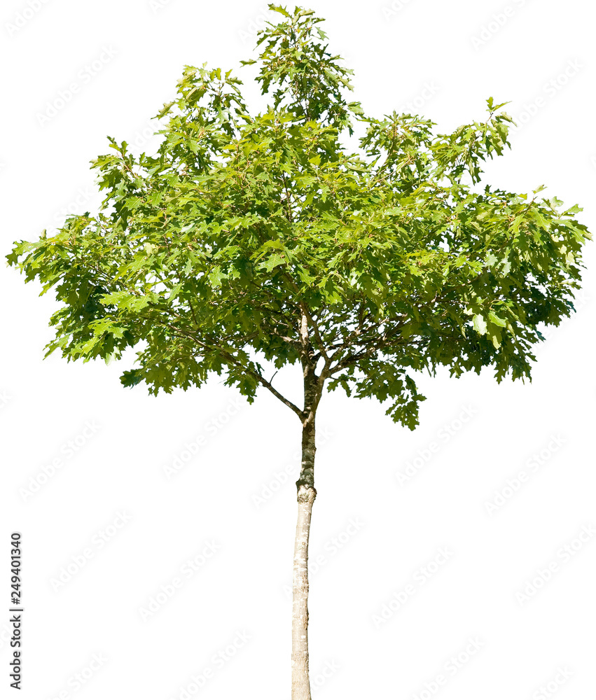 Quercus rubrum - Roteiche, Eiche
