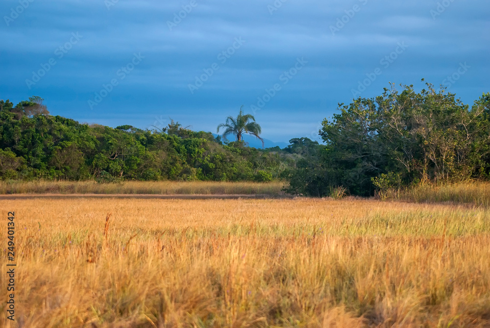 Herbaceous-marsh photographed in Guarapari, Espirito Santo - Southeast of Brazil. Atlantic Forest Biome. Picture made in 2008.