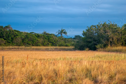 Herbaceous-marsh photographed in Guarapari  Espirito Santo - Southeast of Brazil. Atlantic Forest Biome. Picture made in 2008.