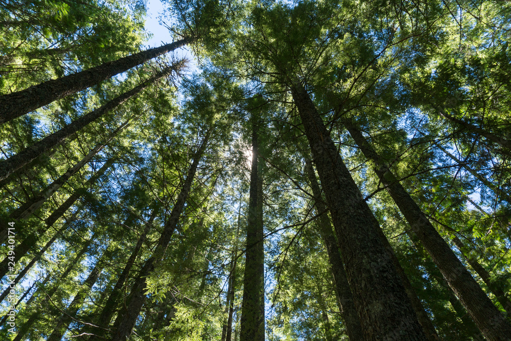 Fototapeta premium Tree Lookup