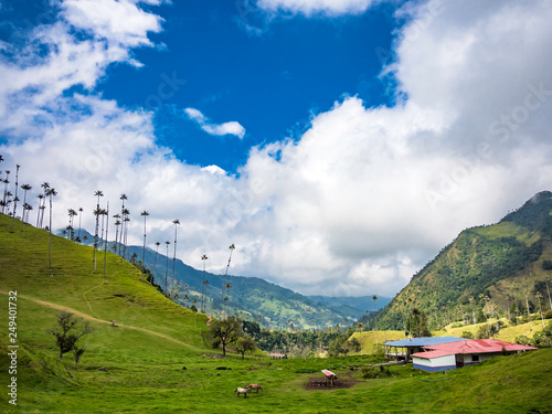 Obraz na płótnie Beautiful day hiking scenery of Valle del Cocora in Salento, Colombia w salonie