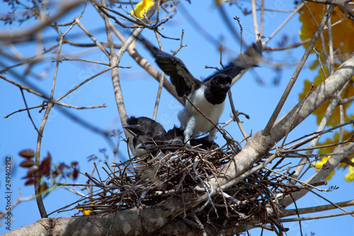 The first flight of cute bird. One baby curl-crested jay - Cyanocorax cristatellus experience its wings in the nest. photo