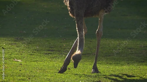 Common ostrich (Struthio camelus) grazing