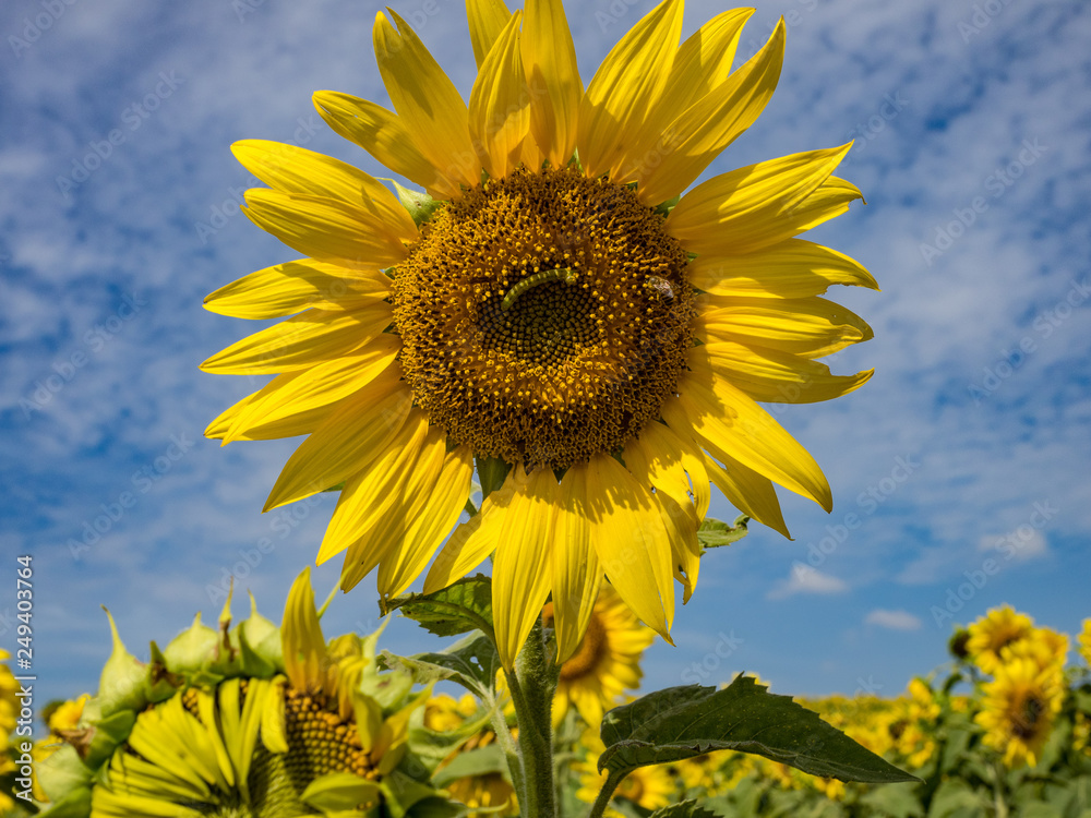 Sunflower