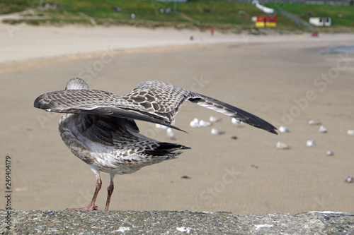 Seabirds at the harbour of Balbriggan photo