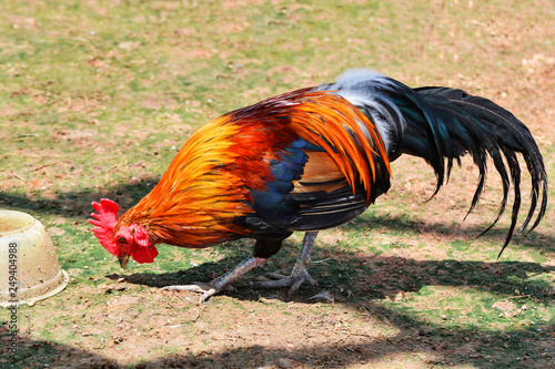 Rooster bantam chicken colorful red walking searches for food on grass floor in farm