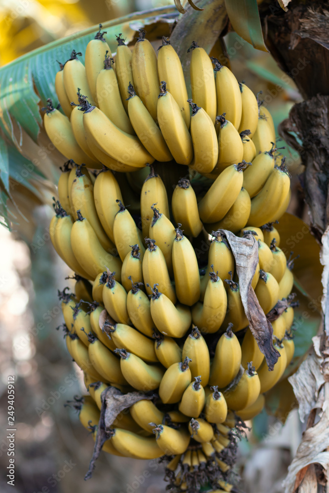 banana bananeira
