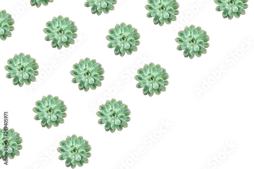 Beautiful green succulent pattern on white background. Creative summer concept for gift, card, birthday, holiday, party,Valentine's day, 8 March. Copy space. Minimal style, top view, flat lay.