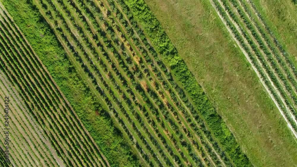 Cultivated fields with plants in the summer. Aerial view from drone, from above. Poland Cultivated fields with plants in the summer. Aerial view from drone, from above. Poland