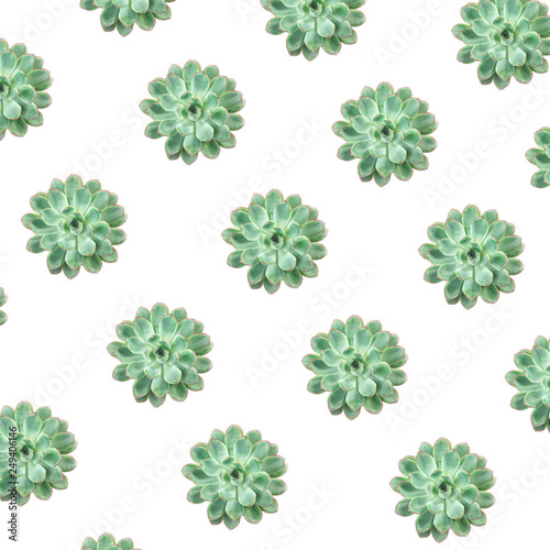 Beautiful green succulent pattern on white background. Creative summer concept for gift, card, birthday, holiday, party, Valentine's day, 8 March. Copy space. Minimal style, top view, flat lay.