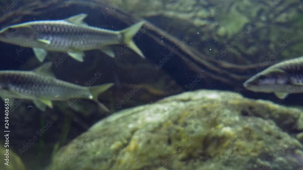 Putitor mahseer (Tor putitora) fish in aquarium Putitor mahseer (Tor putitora) fish in aquarium