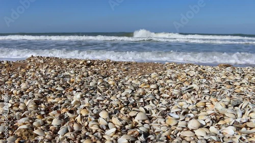 Nice-looking shell beach on Black sea (Crimea) with bright shells cockle, mussels, Venus clam, inflated ark, long-necked clams and so on. Prevails cockle (Cardium). Botticelli depicted Venus in cockle photo