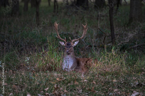 Large dear with big antlers resting in the grass, early morning in the forest scenery, dawn © Dawid