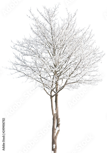 Acer pseudoplatanus - Bergahorn, Ahorn