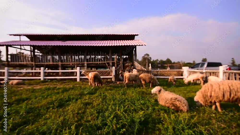sheep farm in the desert of doi inthanon chiangmai Thailand. sheep farm in the desert of doi inthanon chiangmai Thailand.