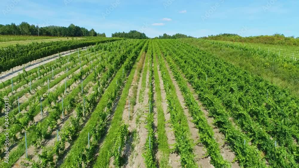 Cultivated fields with plants in the summer. Aerial view from drone, from above. Poland Cultivated fields with plants in the summer. Aerial view from drone, from above. Poland