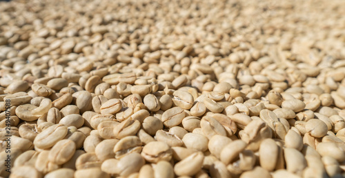 Large white coffee beans dry in the sun at the farm, peeled arabica raked for drying process at roasted factory of northern Thailand