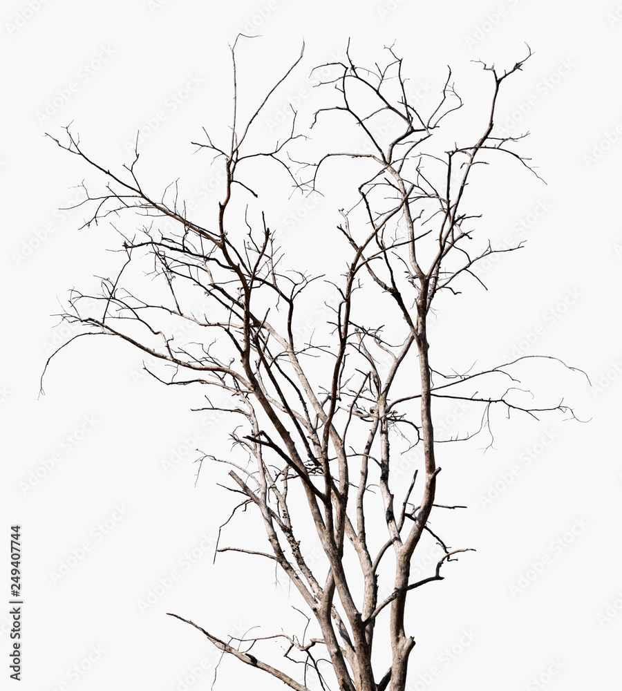 Old dead tree isolated on white background for design, dry plant twigs and branches without leaves in winter season Old dead tree isolated on white background for design, dry plant twigs and branches without leaves in winter season