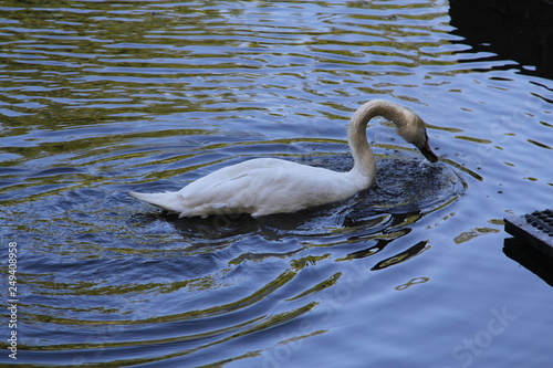 A lone white Swan flaps its neck and shakes the water