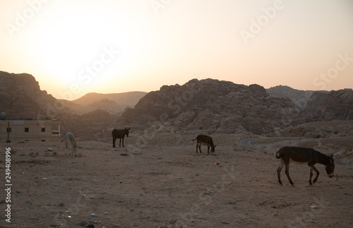 Donkeys and sunset, Wadi Musa, Jordan