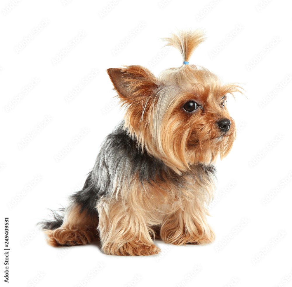 Yorkshire terrier isolated on white. Happy dog Yorkshire terrier isolated on white. Happy dog