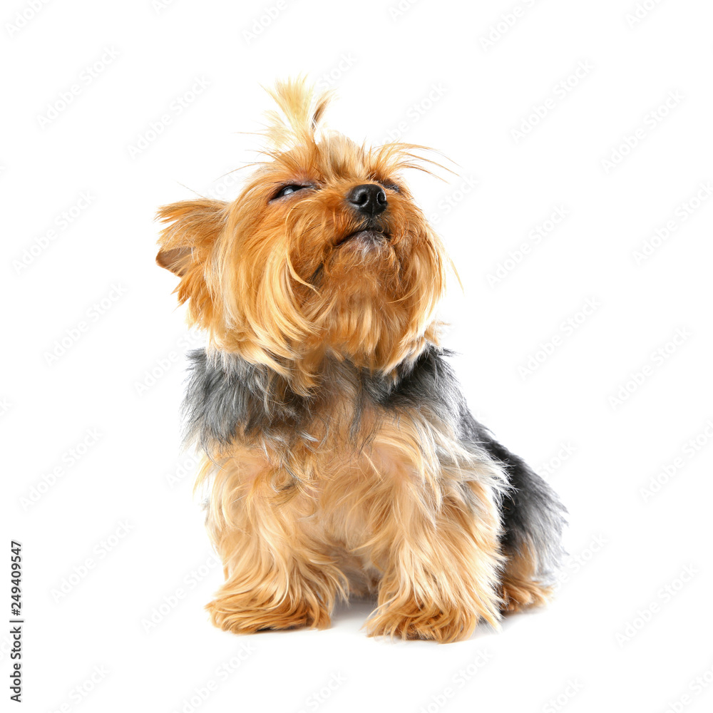 Yorkshire terrier isolated on white. Happy dog Yorkshire terrier isolated on white. Happy dog