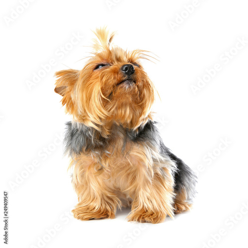 Yorkshire terrier isolated on white. Happy dog © New Africa